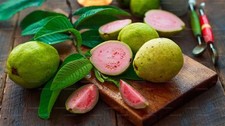 Dried Guava Leaves 100 Pure Natural from Sri Lanka Free Shipping