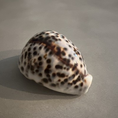 Large Tiger Cowrie Cypraea Tigris Leopard Pattern Seashell   3 3/4 x3 Shell