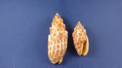 muschel mitra stictica
