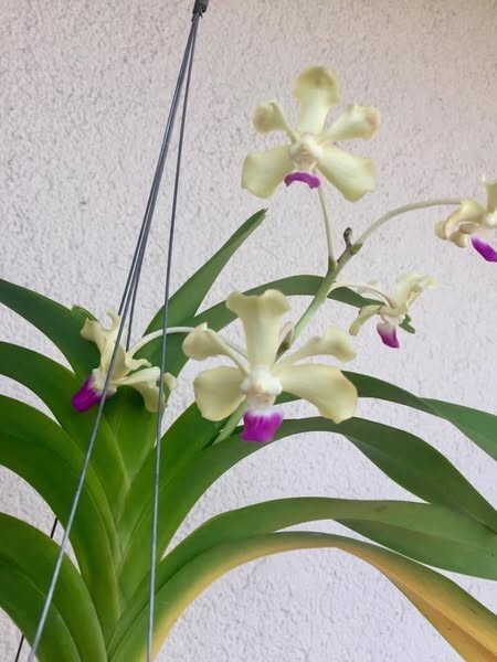 Vanda ustii Orchid species  Blooming size Very Rare