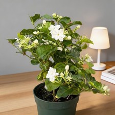 Jasmine Seeds - 100 Pieces - Ideal for Home Garden  Balcony Planting