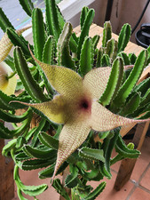 Stapelia Gigantea; Starfish Flower Cactus Cutting