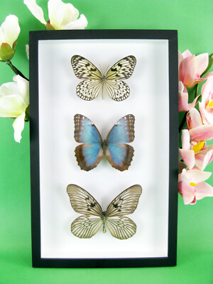 3 wunderschöne echte präparierte Schmetterlinge 3D Box Entomologie Taxidermie 15