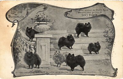 CPA AK Group of Dogs DOGS (1388317)