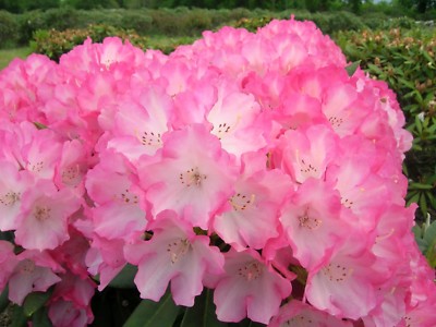 Rhododendron yakushimanum 'Fantastica' INKARHO 40 - 50 cm im Container |  eBay.de