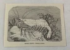 1885 book engraving ~ EDIBLE PRAWN