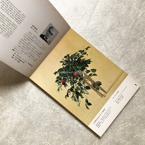 IKEBANA Card Book 3 Volumes IKENOBO Flower Arranging Art RIKKA in English - Picture 3 of 9