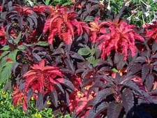 Amaranthus gangeticus | Molten Fire | 2000 Seeds