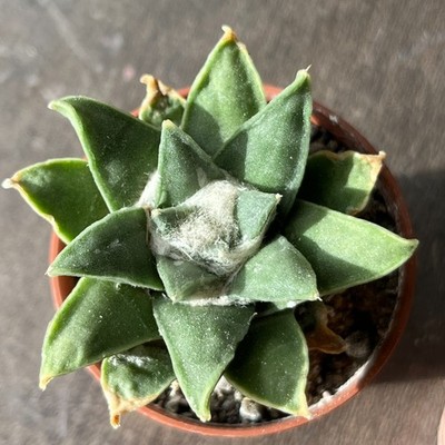 14-669 Cactus Retusus v. pulcherrimus, VM1032, Miguel Hidalgo, 2pieces (Grafted)