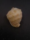 Cassis nana helmet sea shell. 52mm Australian Collector #16957