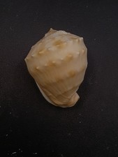 Cassis nana helmet sea shell. 52mm Australian Collector #16957