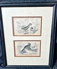Seals: Antique Matted Framed Lizars Etchings William Jardine - 1839 Hand painted