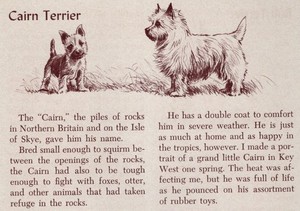 Cairn Terrier - CUSTOM MATTED - Vintage Antique Dog Art Print - 1954 M. Dennis