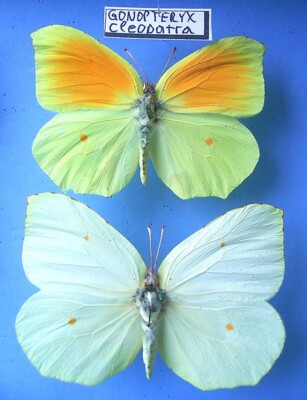 PIERIDAE GONOPTERYX cleopatra, 1 Paar/cpl., ex E + HR