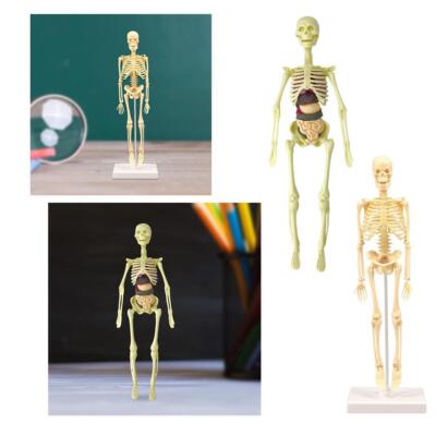 Menschlicher Körper Anatomie Modell, mit menschlichem Herz Modell, Skelett Modelle für Kinder