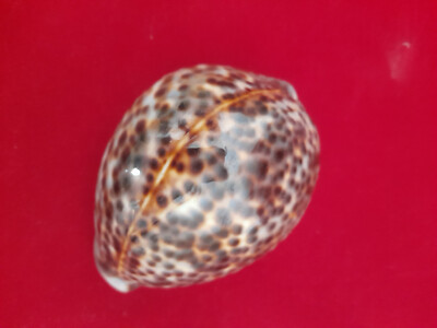 Cypraea Tigris