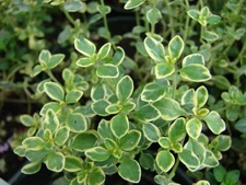 Lemon Thyme Seeds 500+ Thymus Pulegioides Broad-Leaved HERB PERENNIAL USA