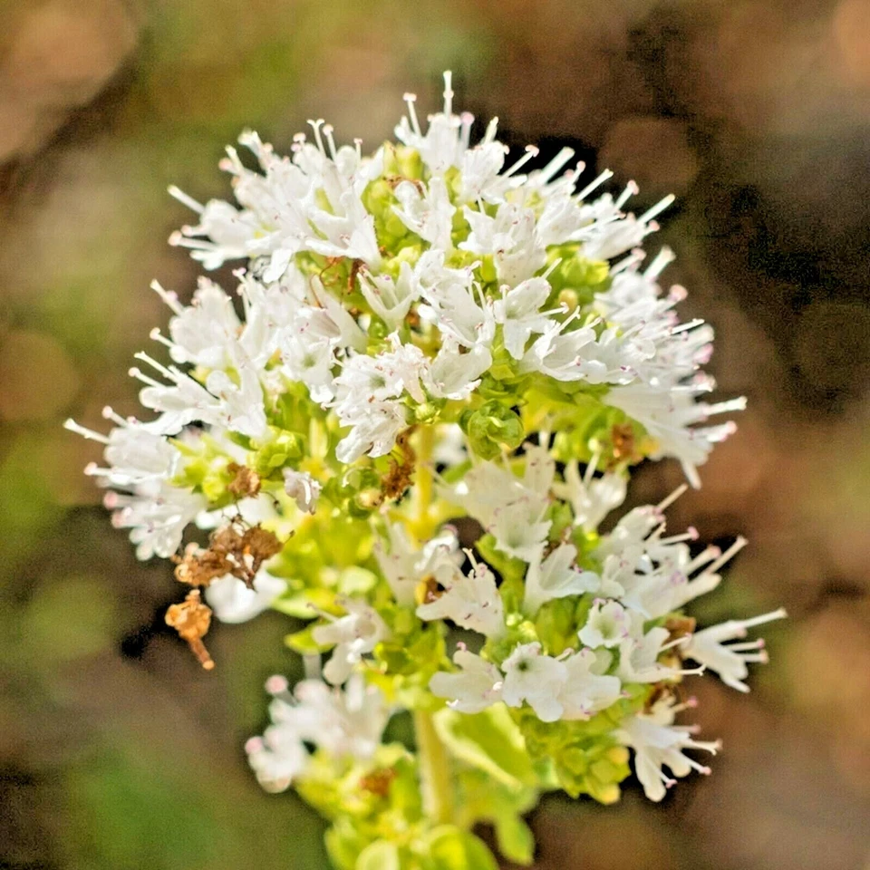 4000+ SEMILLAS DE ORÉGANO HIERBA VERDURAS PERENNES GRIEGAS FRESCAS MEDICINALES ¡ENVÍO GRATUITO! Foto 3 de 4