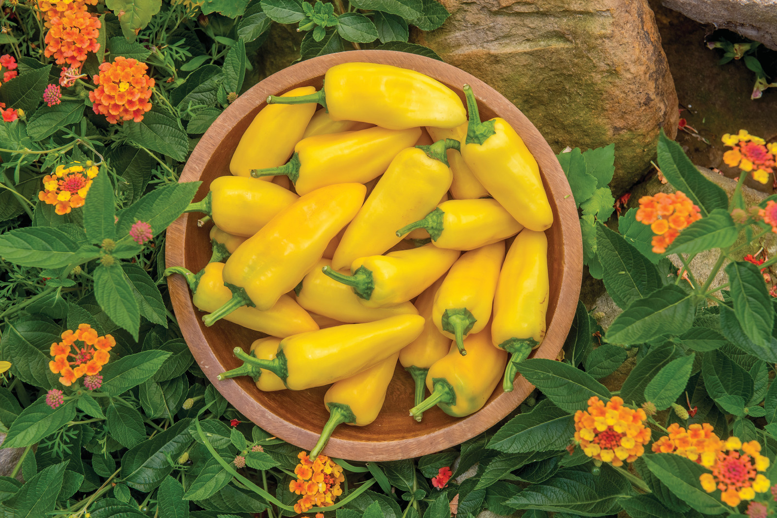 SWEET PEPPER LEMON DREAM 20 FINEST SEEDS