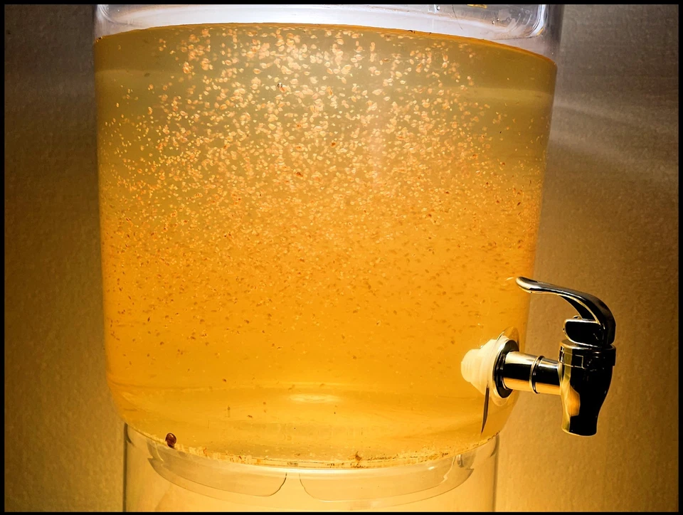 5k Daphnia Magna (Clean Indoor Culture) !BUY2GET3! - Image 3 of 4