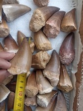 4 Huge Big Mosasaur Teeth Large Naval Dinosaur Real Mosasaurs fossil 7 cm