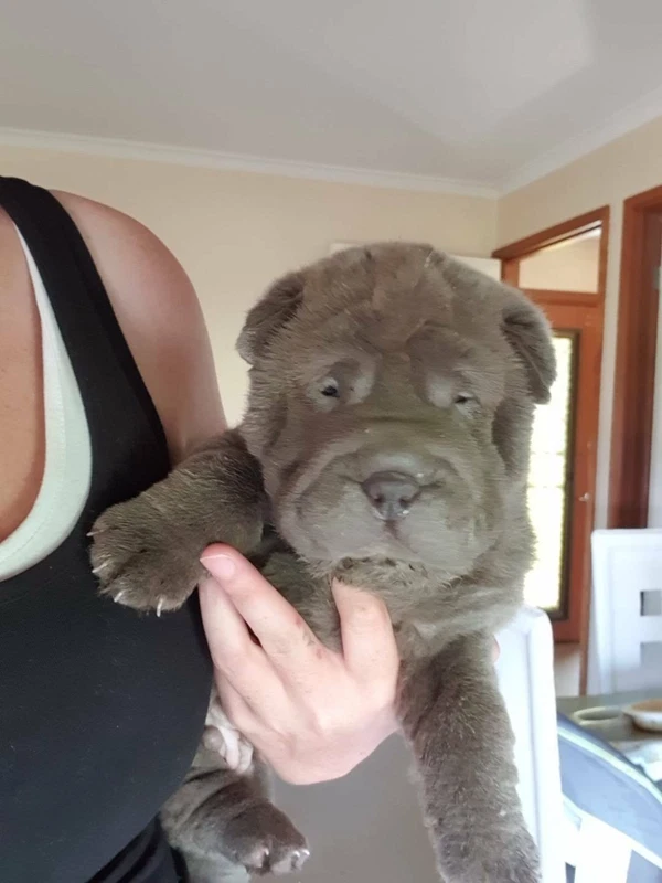 Shar Pei Puppies For Sale Dogs Puppies Gumtree Australia