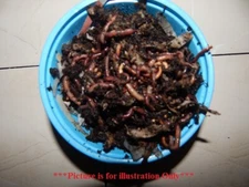 🐛Red Wiggler Composting Worms / Reduce Waste / FREE Shipping 🐛
