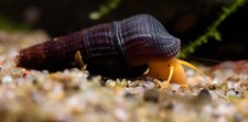 Rabbit Snails 2 PACK - Freshwater