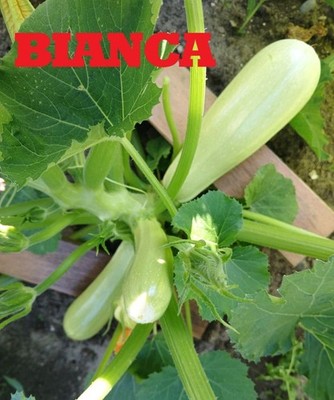 Zucchini 10 Samen Bianca Gemüsesamen