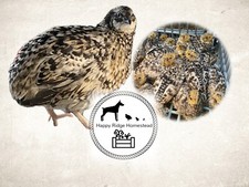 20-Jumbo Pansy/Rotkoph Coturnix Quail Hatching Eggs-Ships UPS 2nd Day Air