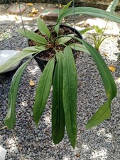 Real Picture Anthurium Vittarifolium Live Rare Strap Leaf Anthurium