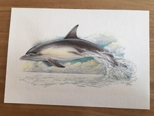 Delphin Delfin Tiere Kunstdruck K&uuml;nstlerbild 25,5 x 17,5 cm Aquarell