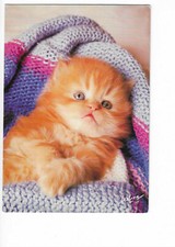 CAT CATS