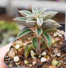 Peperomia maijeri sp  one Cutting 🏵️ with 12 leaves Succulent