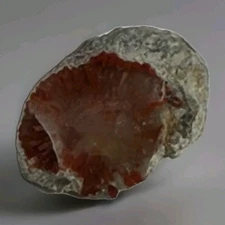 ~8 grs Polished Red Horn Coral Riley's Canyon, Utah Fossil Rugosa / display cab