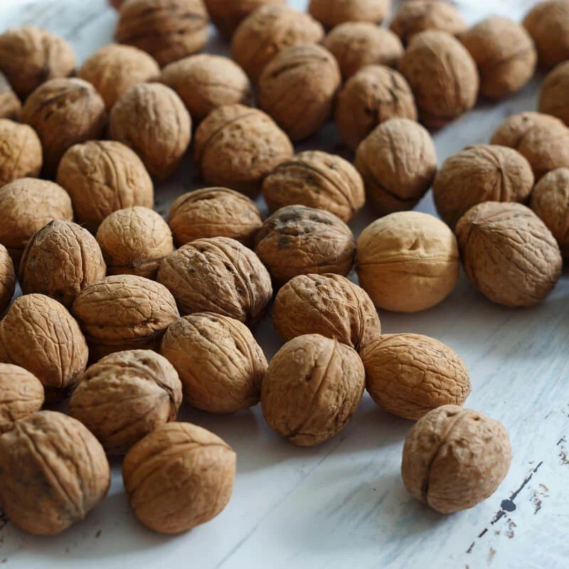 Juglans regia Fernette le noyer greffé pour récolter des noix rapidement sans attendre dix ans