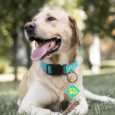 Dog Halloween Costume SD Tag with Nylon Adjustable Collar for Small Medium La...