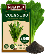 3049+ Culantro Seeds NGO GAI Sawtoothfitweed, spiritweed, Stinkweed, Coriander