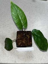 DORSTENIA ELATA rare Seed grown Florida 4 Inch Pot