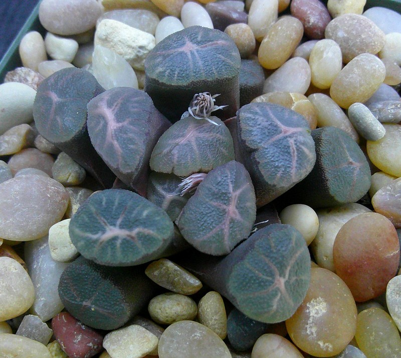 Haworthia Maughanii Seedling with Red Lenses