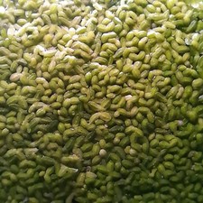 Mixed Duckweed Lemna Minor Easy Live Floating Aquarium Plant Grown Indoors 2oz