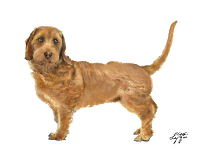   Original Oil Dog Portrait Painting BASSET FAUVE DE BRETAGNE Artist Signed Art