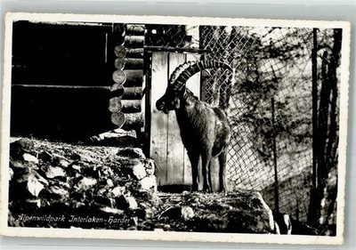 38099700 - Interlaken Capricorn Zoo