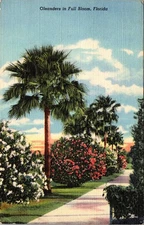 Vintage Oleanders in Full Bloom Florida Linen Postcard 1925