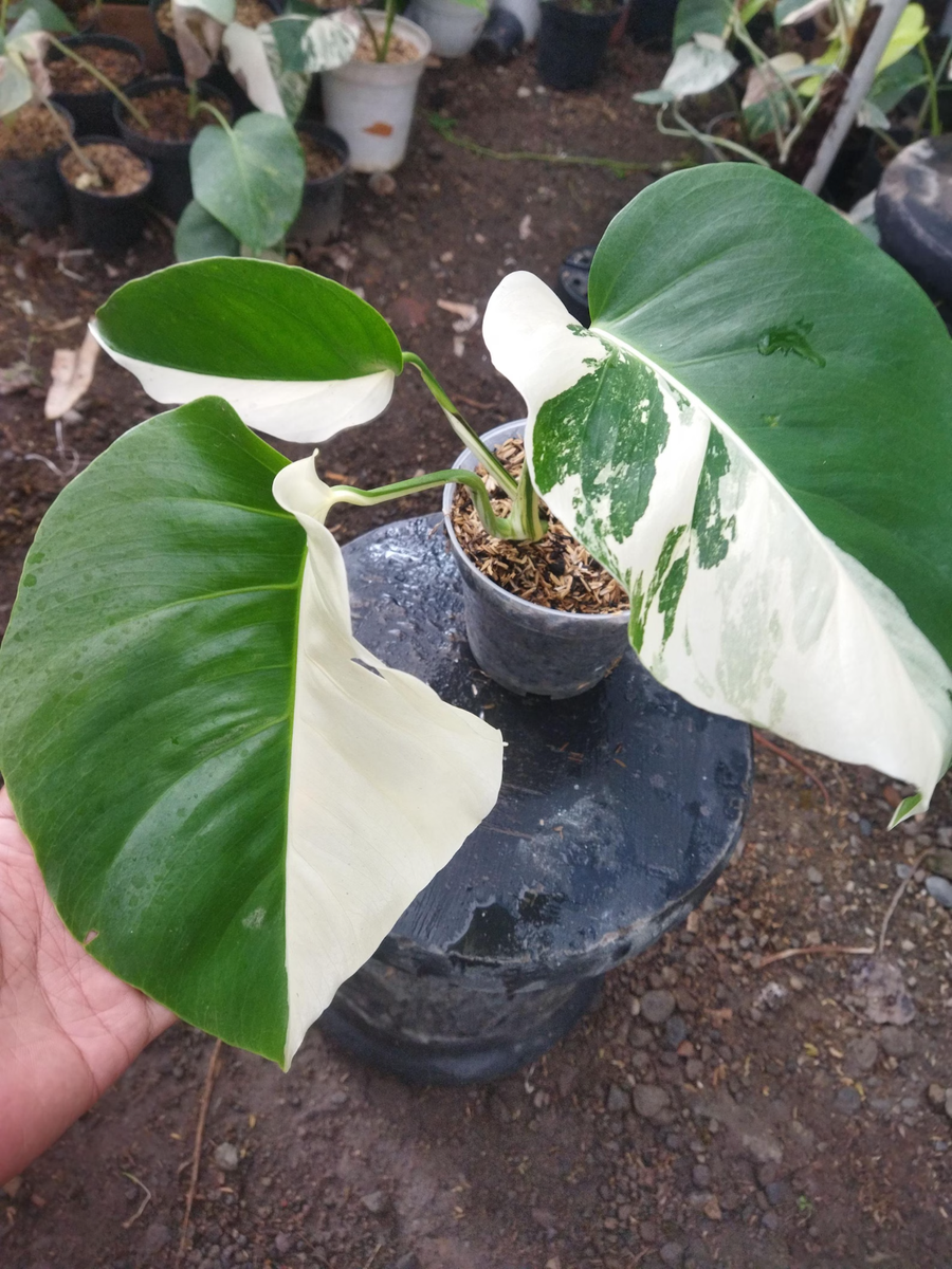Real Picture Monstera Albo Halfmoon Variegated