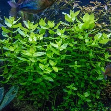 BACOPA CAROLINIANA - 10 rooted stems -leas bunch -live aquarium plants