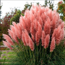 Pampasgras Rose Pluim 2L - Äußerst dekoratives Büschelgras