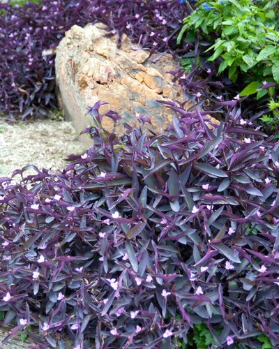 9 Organic Purple Heart Wandering Jew Cuttings - Picture 4 of 4