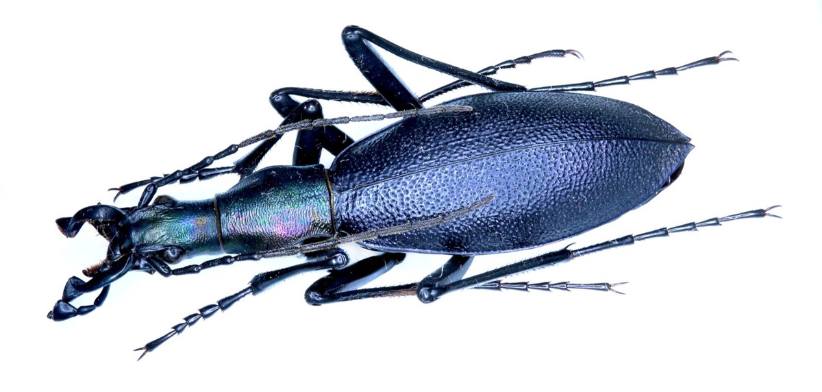 片瞑り』~ Carabus blaptoides~