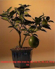 Bonsai Lemon Tree Live Flowering & Fruiting Citrus Meyer Lemon Plant 14'' Tall